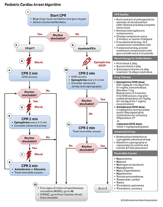 Part 4: Pediatric Basic And Advanced Life Support | American Heart ...