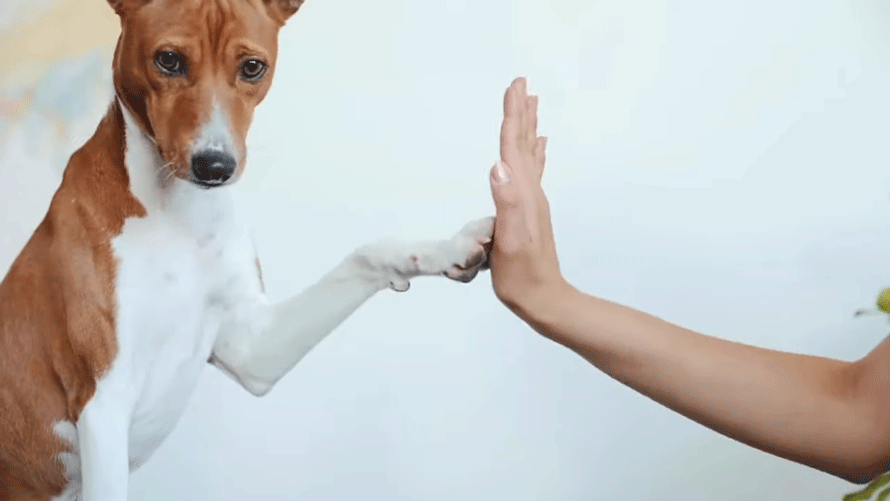 Dog giving a high five to a person.