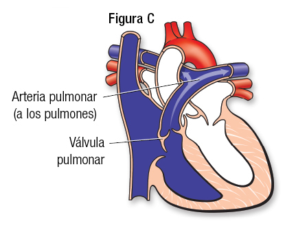 Normal Fig C SP