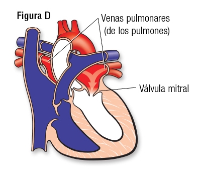 Normal Fig D SP