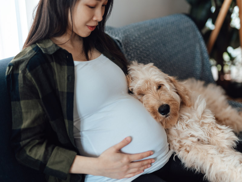 Can Dogs Hear Babys Heartbeat Pregnancy